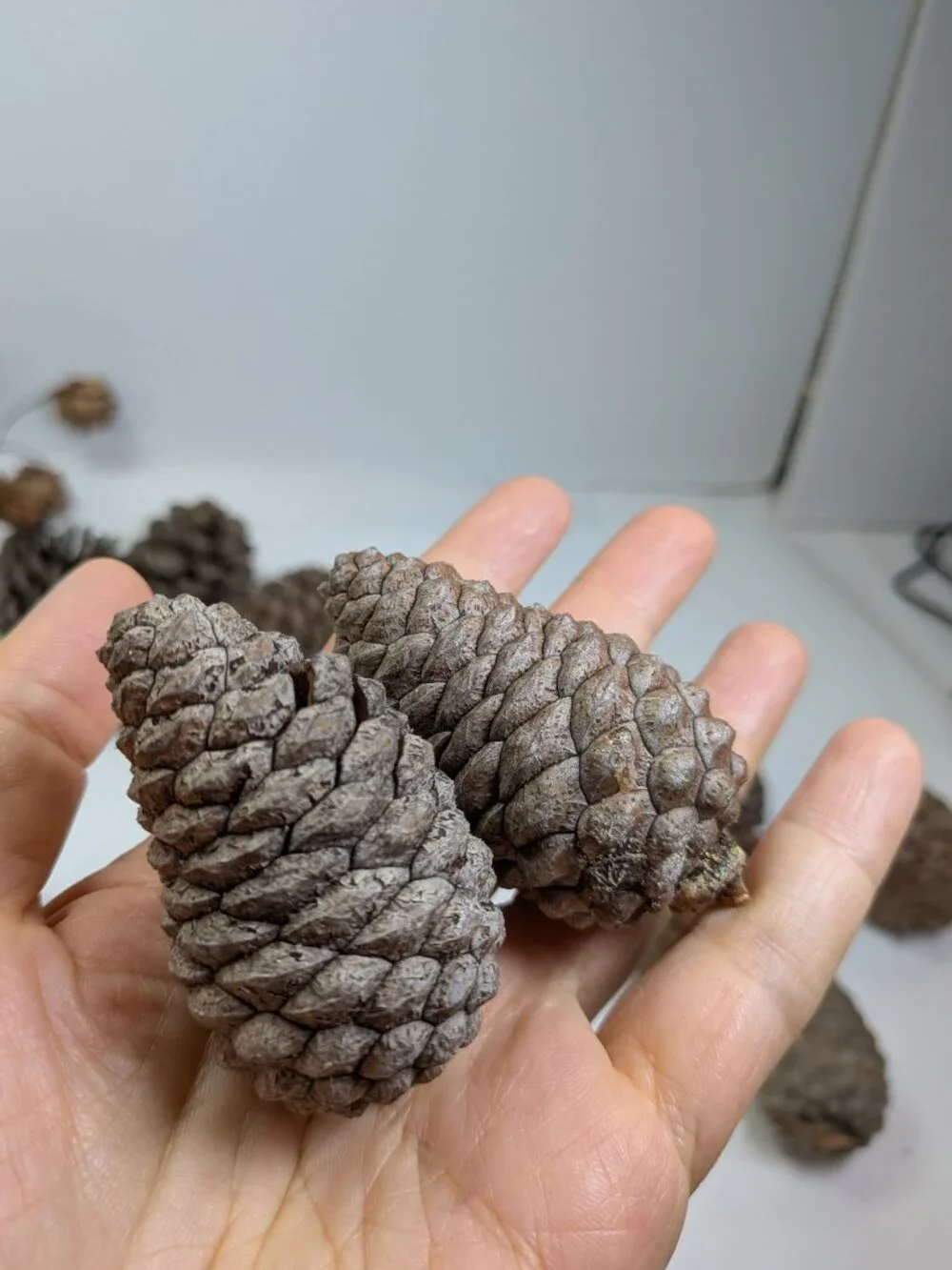 Huge 130+ Pc Botanical Craft Supply Lot Sweetgum Lotus Pods Acorns Pinecones
